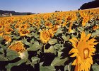 2006 Sonnenblumen